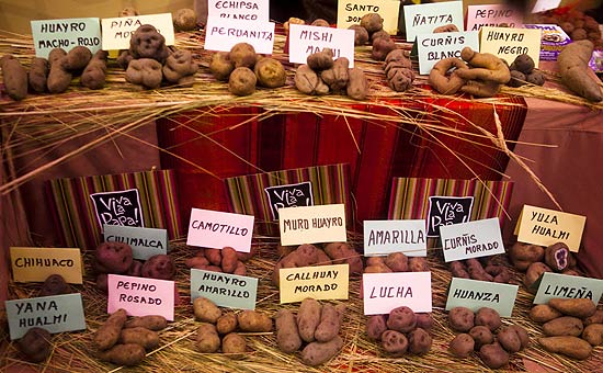 Tipos de batata apresentados durante a feira Mistura, festival gastronômico que acontece no Peru