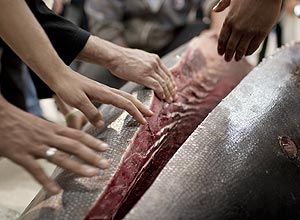 Sushimen de São Paulo se debruçam sobre o atum gigante