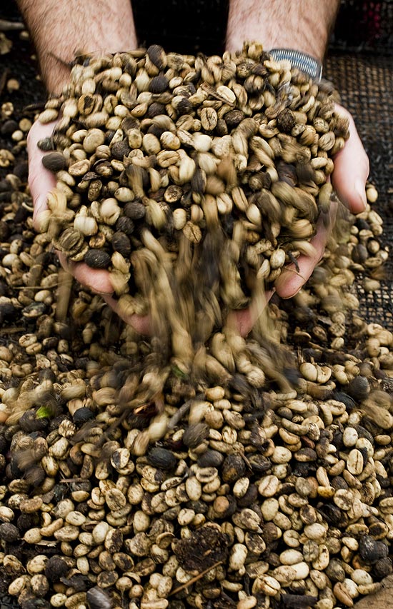 "Cuícas são incapazes de comer café verde ou estragado", diz especialista; colheita dos grãos cuspidos pelos animais é realizada manualmente por roceiros que se agacham junto aos pés de café e pegam grão por grão