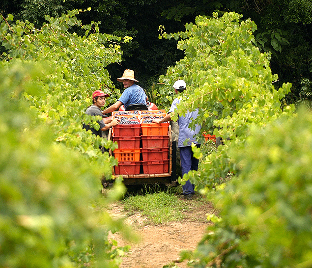 Trabalhadores fazem a colheita em vincola na regio do Vale dos Vinhos, na serra gacha