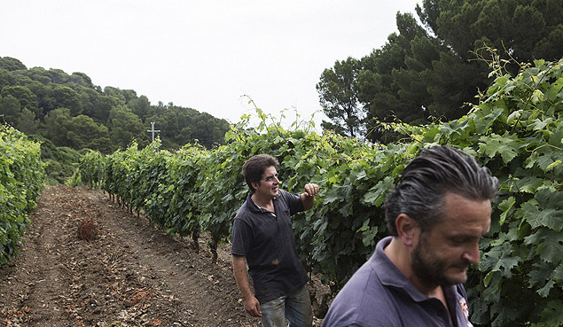 Detentos checam os vinhedos da colnia penal de Gorgona, na Itlia