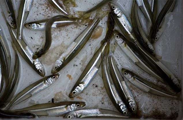 Small fish like these happen to be staples of the Bangladeshi diet, and schools of spearing are plentiful in New York City’s waters this time of year.