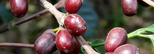 Café pronto para a colheita; cultivo de variedade mais popular está ameaçado por mudanças climáticas