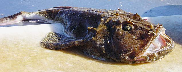 peixe sapo - Tamboril ou tambaril  o nome vulgar dos peixes lophiiformes pertencentes aos gneros Lophius e Lophiodes. O tamboril  um peixe bentnico, que vive junto do fundo, que pode ser encontrado desde a zona de mar at aos 600 metros de profundidade. 