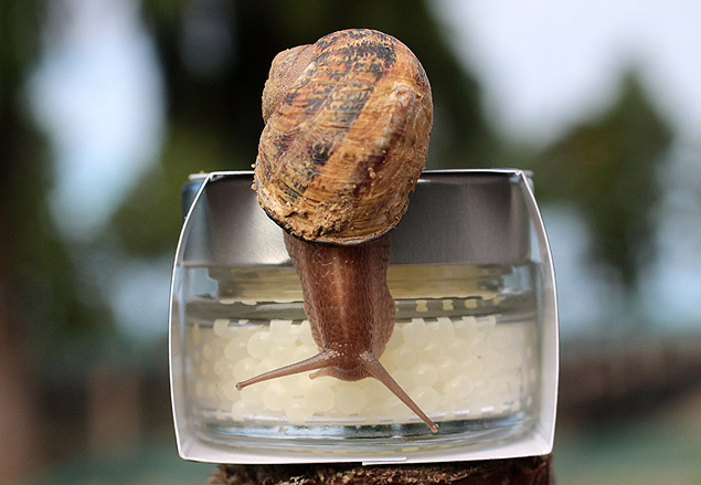 An Aspersa Muller Madonita snail is pictured on a jar of snail caviar (or escargot pearls) in the snail farm 