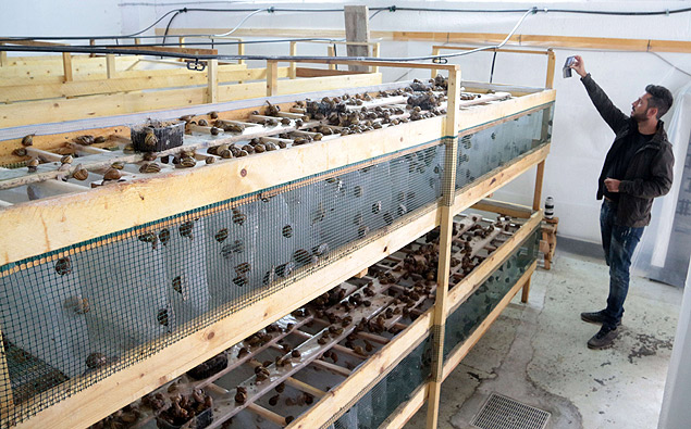 A picture shows a breeding of Aspersa Muller Madonita snails in the snail farm 