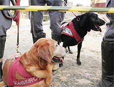 As cadelas Dara(preta) e Anny, que auxiliaro no resgate das vtimas do acidente da TAM