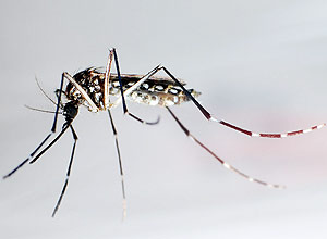 Na Malásia, somente neste ano, 177 pessoas morreram devido ao Aedes aegypti, que transmite a dengue