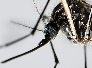 Filhotes do mosquito "Aedes Aegypti" geneticamente modificado tem período de vida mais curto que o inseto normal