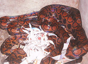 As serpentes amaznicas foram apreendidas pelo Ibama durante tentativa de serem enviadas pelo correio a So Paulo