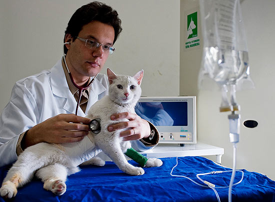 Crescem os casos de acidentes de gatos com cercas eltricas; 33% dos animais atingidos morrem no atendimento