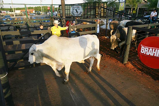 Boiada no segundo dia de rodeios na Festa do Peo de Barretos