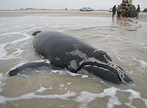 Filhote de baleia franca foi encontrado no litoral do RS nesta segunda-feira; este  o segundo encalhe da espcie no litoral Sul do pas