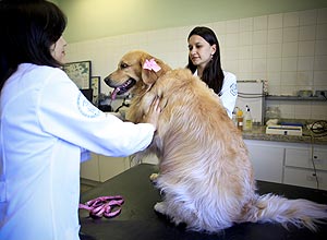 Teca, uma cadela gordinha, que faz reeducação alimentar no Hospital Veterinário da USP