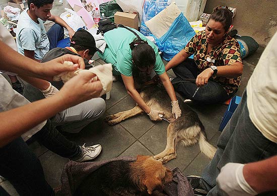 Voluntária atende cão em galpão onde animais estão hospedados em Teresópolis; abrigo está lotado