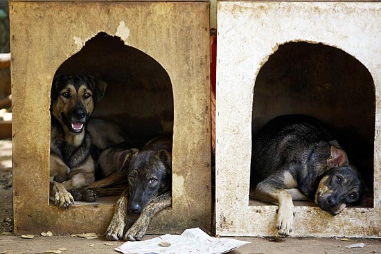 Canil da USP que recolhe cães abandonados na Cidade Universitária completa 10 anos em 2011; veja imagens