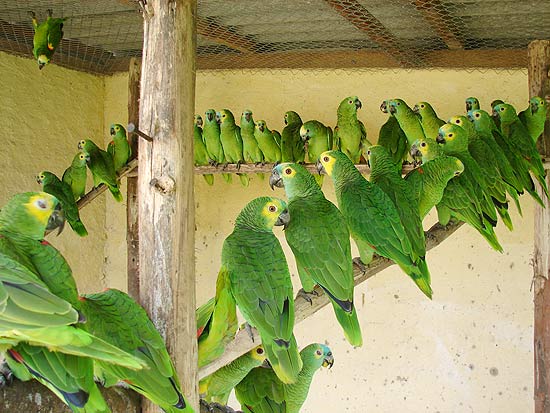 Papagaios em cativeiro sob os cuidados da SOS Fauna; faltam recursos financeiros para devolv-los  mata natal