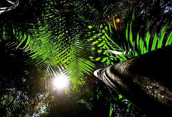 Palmeira exótica invade mata atlântica reservada da USP, que tem 20 hectares e fica no Instituto de Biociências