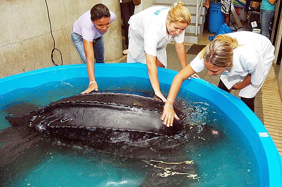 Aqurio Municipal de Santos resgata tartaruga de 400 kg na praia; animal ficar em tanque para tratamento