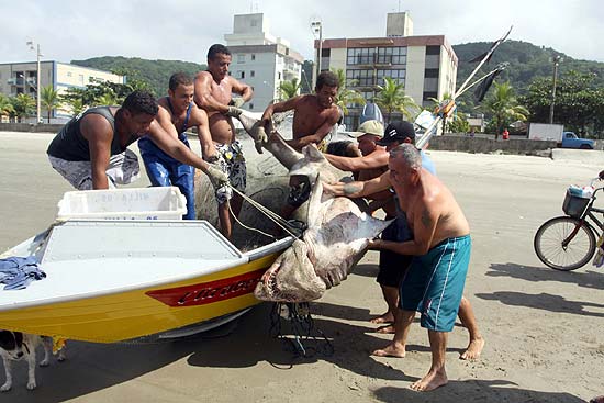 Pescadores de Mongaguá (SP) retiram o tubarão do barco. Ele foi encontrado a cerca de 500 metros da praia
