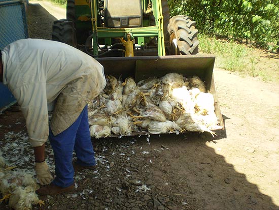 Funcionários da granja Moinho de Vento, em Santa Rita do Passa Quatro (SP), recolhem frangos mortos após apagão