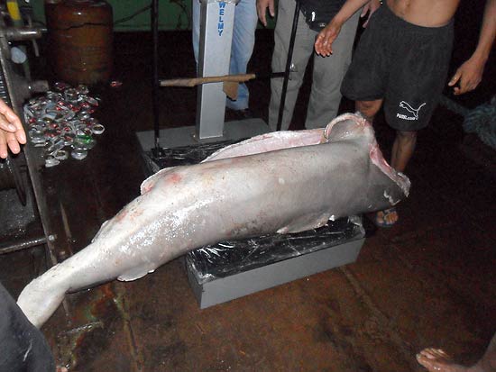 Carcaça de tubarão apreendida pelo Ibama no Pará; proprietário de barco foi multado em R$110 mil por pesca irregular