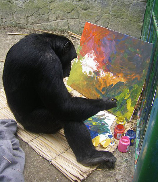 Chimpanzé Jimmy está há 13 anos no Zoonit faz aulas de pintura e é mimado, segundo direção do zoológico