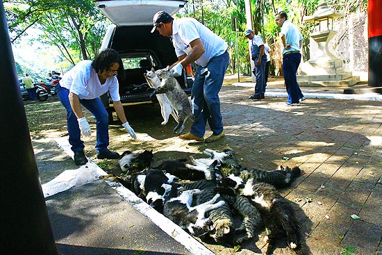 Funcionários da zoonozes recolhem 26 gatos mortos na região do Morro de São Bento, no interior de SP