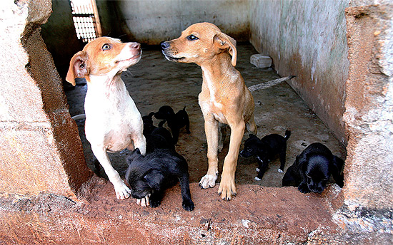 Cães em canil provisório que foi montado no município de Serrana. Quatro cidades do interior de São Paulo tiveram ao menos 80 casos de mortes de animais.