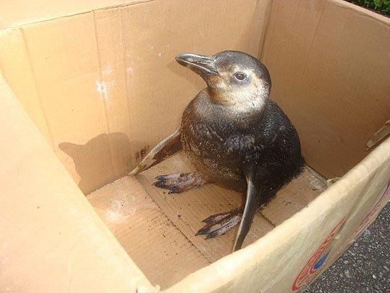 Morte de pinguins na regio Sul do pas preocupa ambientalistas; na foto, pinguim que foi resgatado em Ubatuba (SP)
