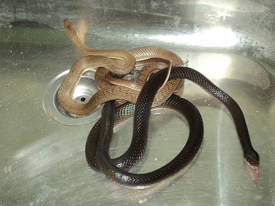 Serpentes que seriam vendidas ilegalmente pelos Correios são apreendidas pelo Ibama no Rio Grande do Norte
