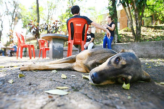 Cachorro em rea prxima a uma das cantinas da USP, em Ribeiro Preto, que proibiu a posse de animais