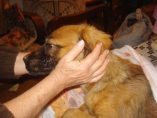 Membros da Aprablu (Associação Protetora de Animais de Blumenau) cuidam da cadela