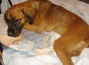 Cadela se recupera em associação após ser enterrada viva em Blumenau