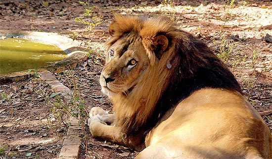 Leo Simba, que vive sozinho no Zoolgico de Ivinhema (MS), perdeu a companheira em 2010