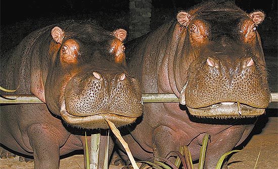 Sininho (à esq.) e a mãe, Teteia, em foto de 2008; juntas, elas eram uma das principais atrações do zoológico de SP