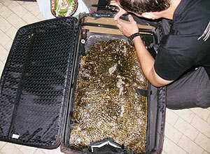 A PF apreendeu cerca de 5 kg de cocaína em forma gelatinosa dentro de uma mala de um espanhol, no aeroporto da cidade