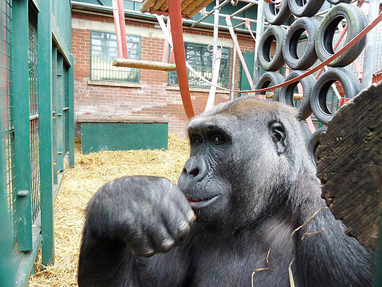 Solitário, gorila Idi Amin, de 38 anos, vai receber duas companheiras no zoológico de Belo Horizonte, em Minas