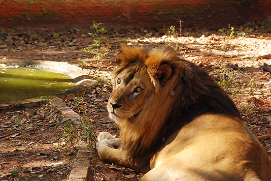Simba perdeu companheira em 2010, ele vive sozinho e com sinais de depressão em zoológico desativado do MS