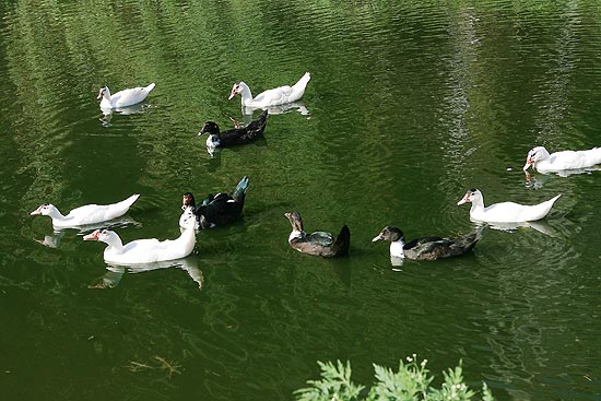 Prefeitura de Ribeirão Preto (SP) vai remanejar cerca de 20 dos 30 patos que vivem no parque Roberto Genaro