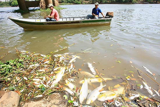 Centenas de peixes aparecem mortos no rio Pardo, interior de SP; veja fotos