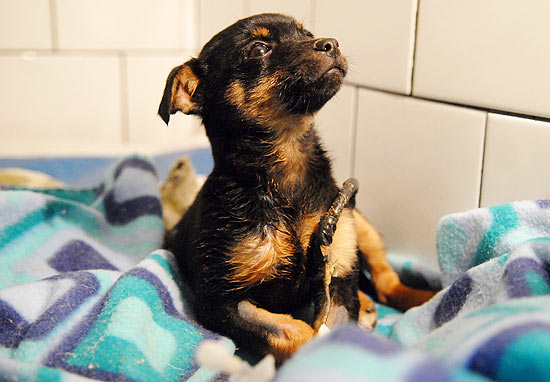 A cadela Mel, que foi resgatada após 9 horas soterrada em Santa Catarina