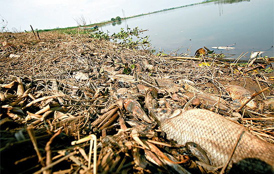 Peixes mortos às margens do rio Pardo, no encontro com o rio grande; Folha percorreu de barco 12 km pelas águas
