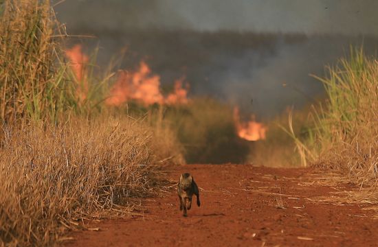 Animal flagrado pela Folha durante fuga de queimada em canavial de Sertãozinho