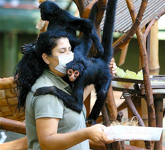 Macaco-prego recebe comida em zoolgico de SP; gro foi apreendido aps ser usado para camuflar droga