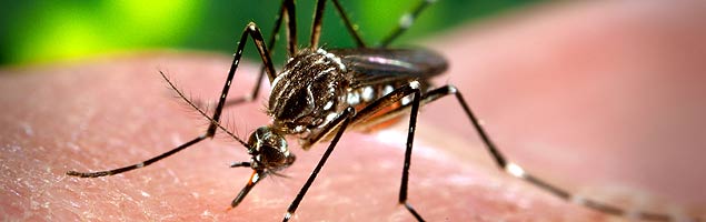 <i>Aedes aegypti</i>, mosquito transmissor da dengue; saiba mais sobre os sintomas