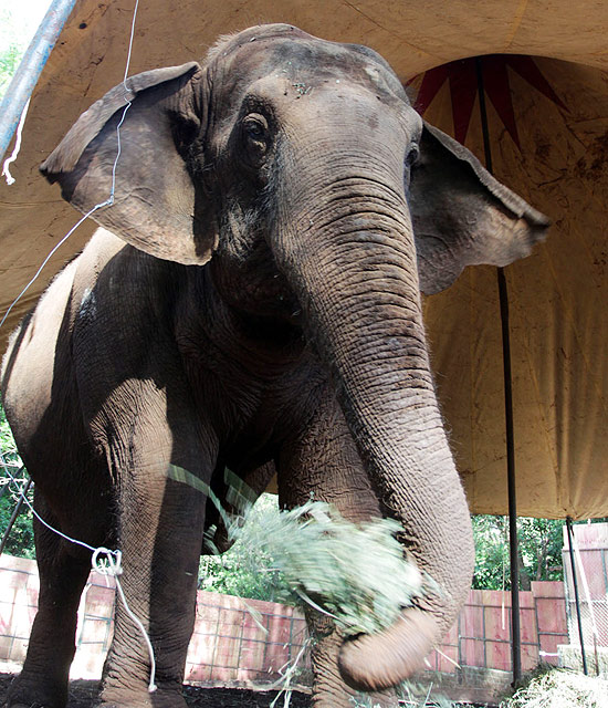 Uma das estrelas do Circo Kroner, a Elefanta asiática Mayson, 38, que chegou a Ribeirão Preto (SP)na semana passada, tem destino incerto.