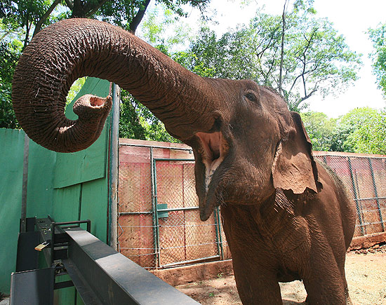 Elefanta Mayson, 38, em recinto improvisado em SP aps suspenso da licitao para obras de abrigo definitivo