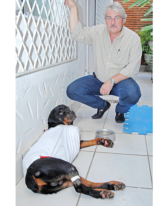 O veterinário Armando Frasson cuida de rottweiler que teve pata amputada após ser arrastado por um carro