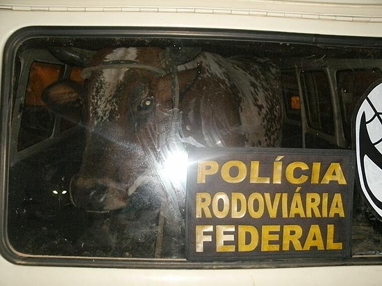 PRF prende dois homens que transportavam vaca dentro de uma Kombi roubada no Rio Grande do Sul